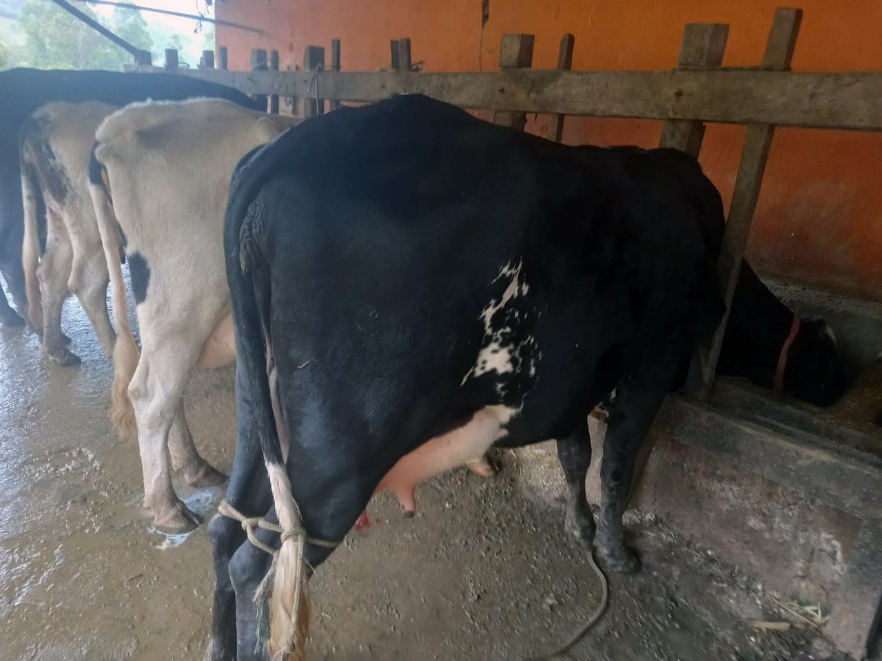 Conheça Alagoa